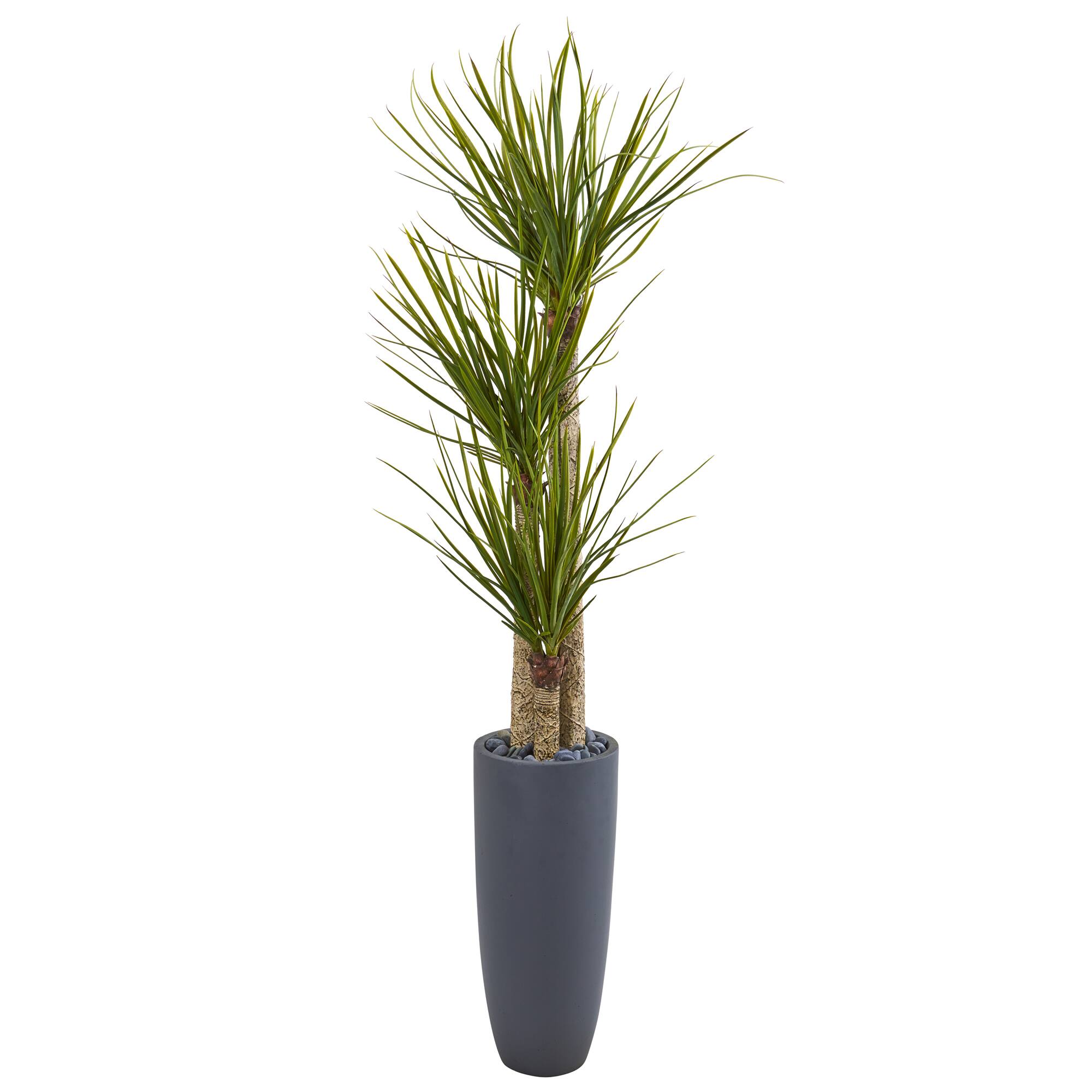 6ft. Yucca Tree in Black Planter